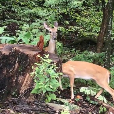 VIDEO: Deer plays ‘peekaboo’ with driver in national park