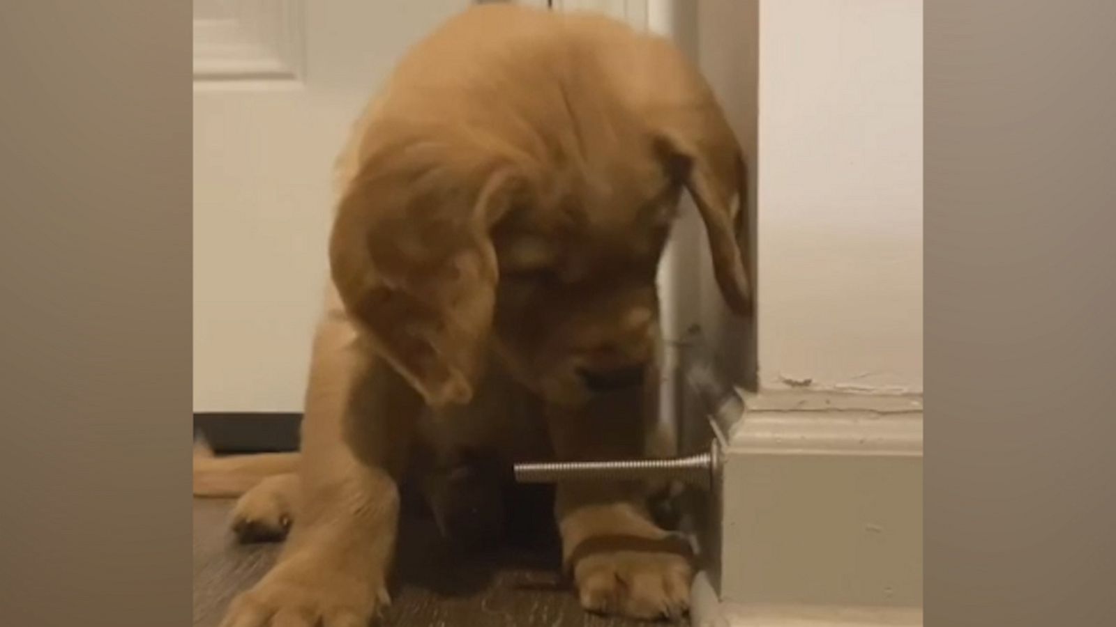 VIDEO: Golden retriever puppy discovers a doorstop and doesn’t know how to react