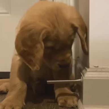 VIDEO: Golden retriever puppy discovers a doorstop and doesn’t know how to react 