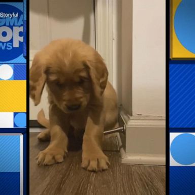 VIDEO: Puppy hilariously ‘discovers’ doorstop