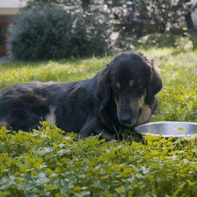 VIDEO: New book reveals dangers of the dog food industry