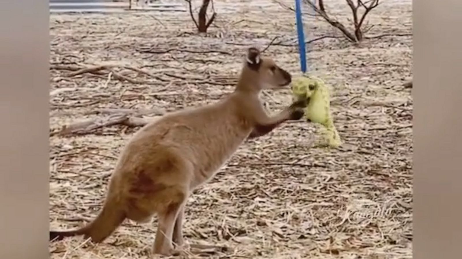VIDEO: Kangaroo rescued from Australia’s bushfires enjoys playing with seahorse plush toy