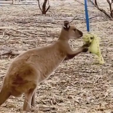 VIDEO: Kangaroo rescued from Australia’s bushfires enjoys playing with seahorse plush toy