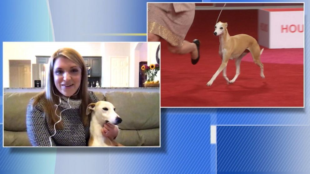 VIDEO: Meet the American Kennel Club’s top dog
