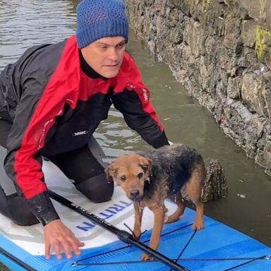 VIDEO: Paddleboarder rescues dog from River Thames