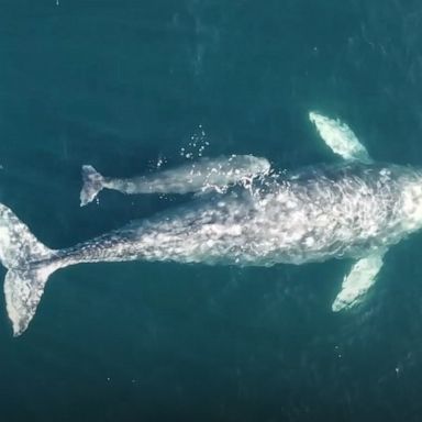 VIDEO: Baby whale swims along side mother in adorable video