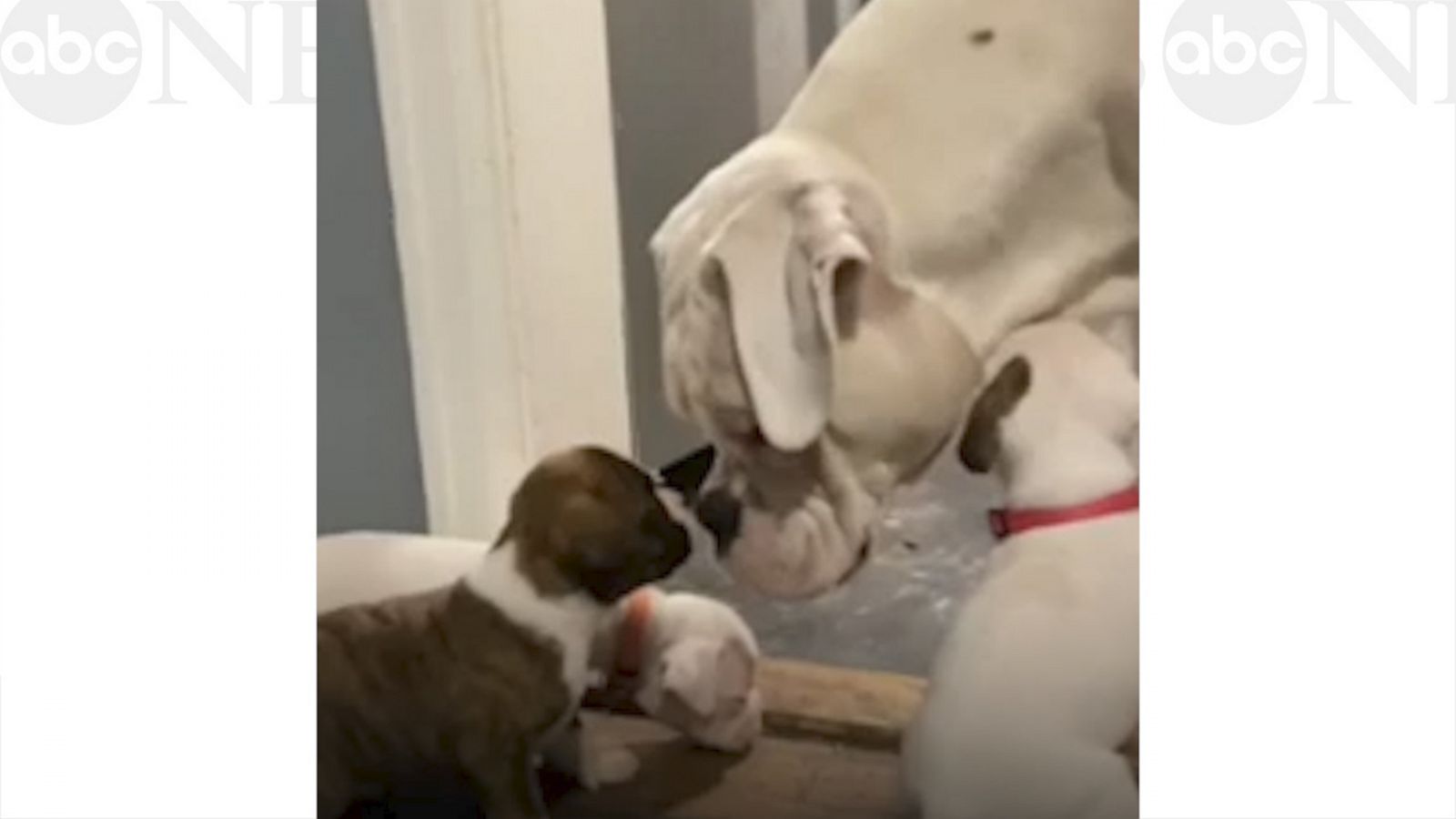 VIDEO: Complete cuteness overload as this boxer dad looks over his pups