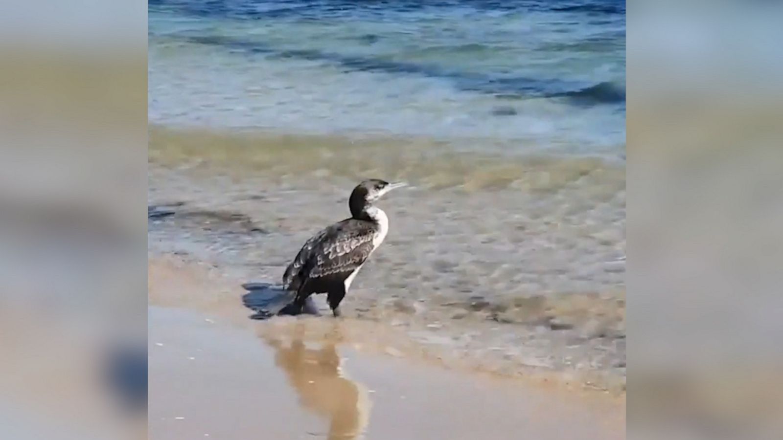 VIDEO: Adorable cormorant returns to sea after night in rescue care