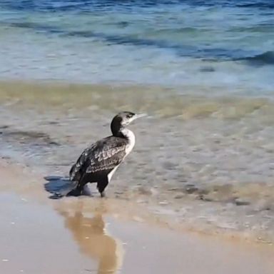 VIDEO: Adorable cormorant returns to sea after night in rescue care