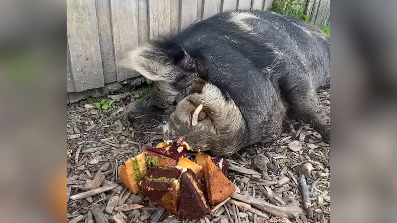 VIDEO: Rescue pig celebrates birthday with special cake