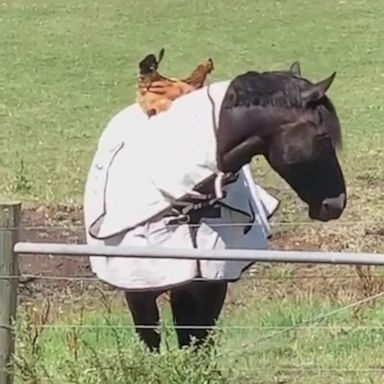 VIDEO: Chicken rides on horse’s back in unlikely friendship