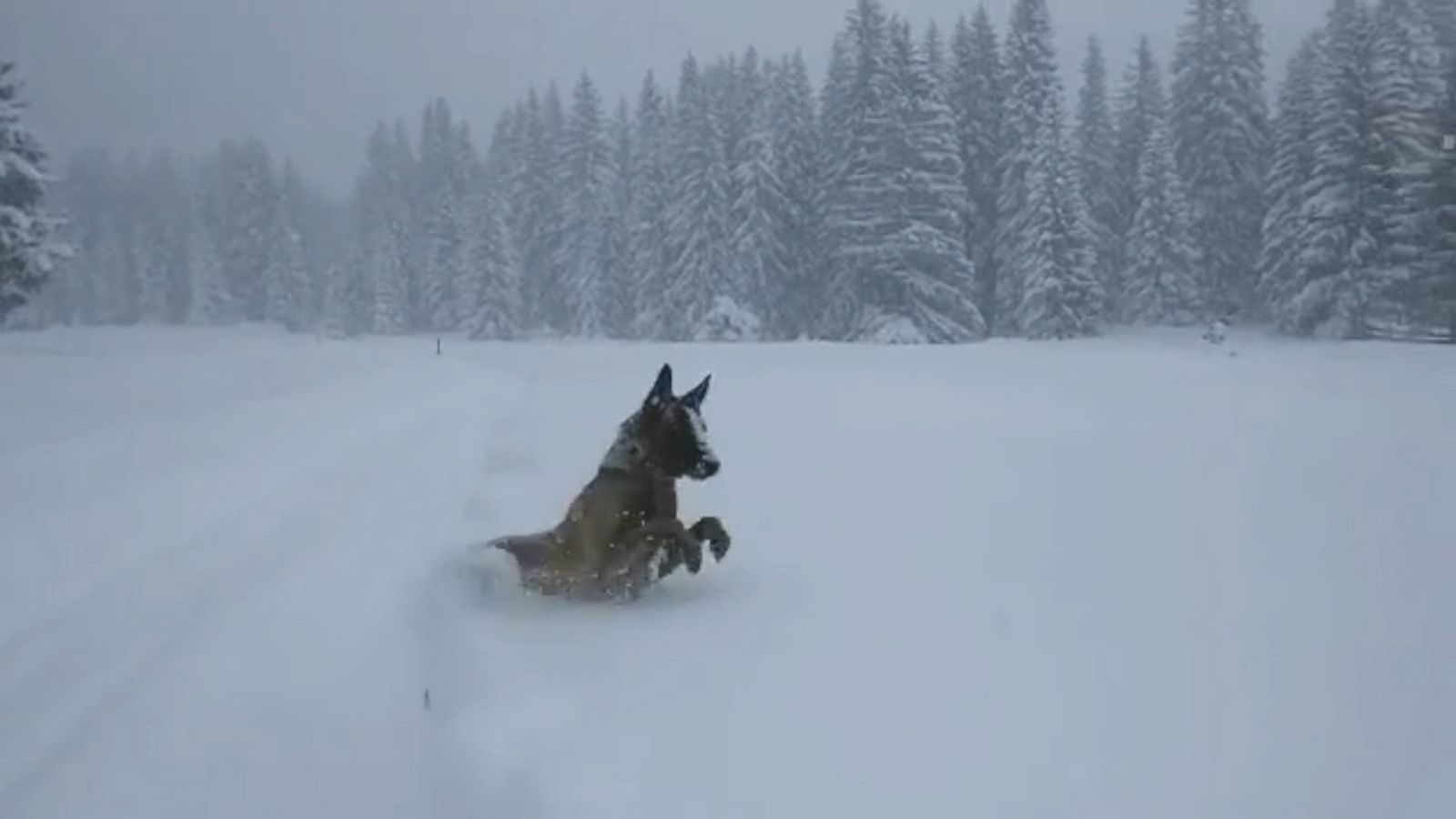 VIDEO: Police dog happily plops into deep snow in the Alps