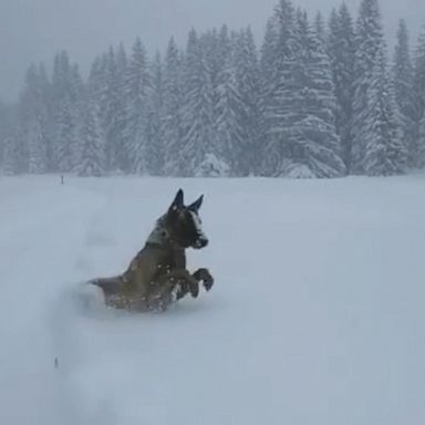 VIDEO: Police dog happily plops into deep snow in the Alps