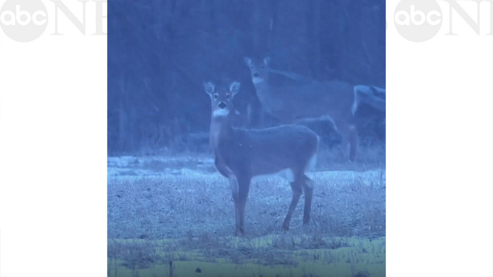 VIDEO: Deer enjoy one of the first snow days of the year in their graze lands