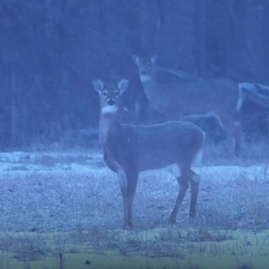 VIDEO: Deer enjoy one of the first snow days of the year in their graze lands