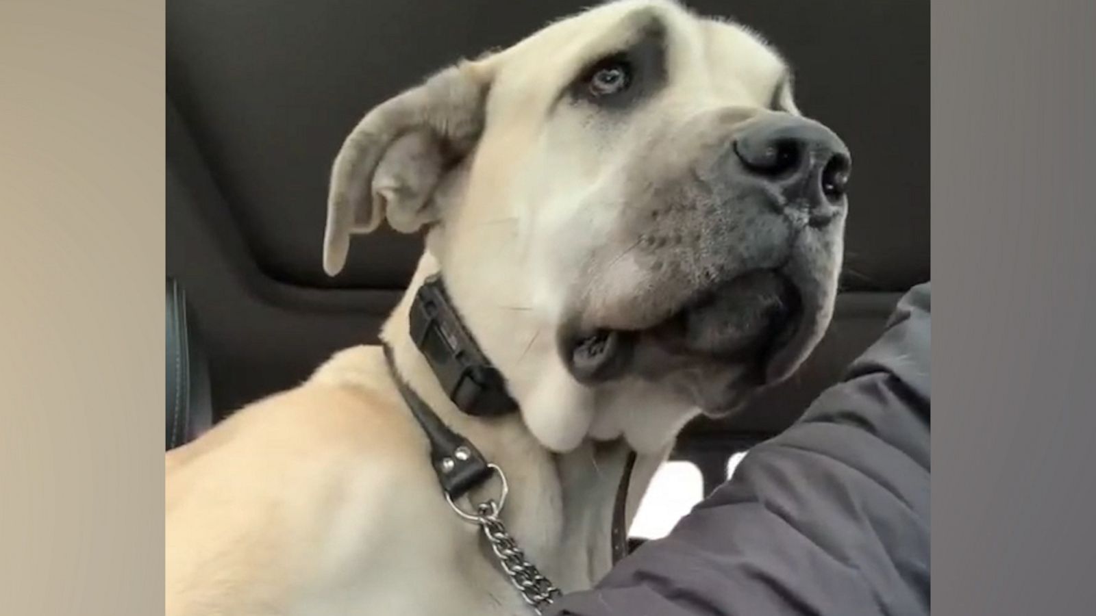 VIDEO: 9-month-old puppy tries to sit on owner’s lap as he drives on the highway