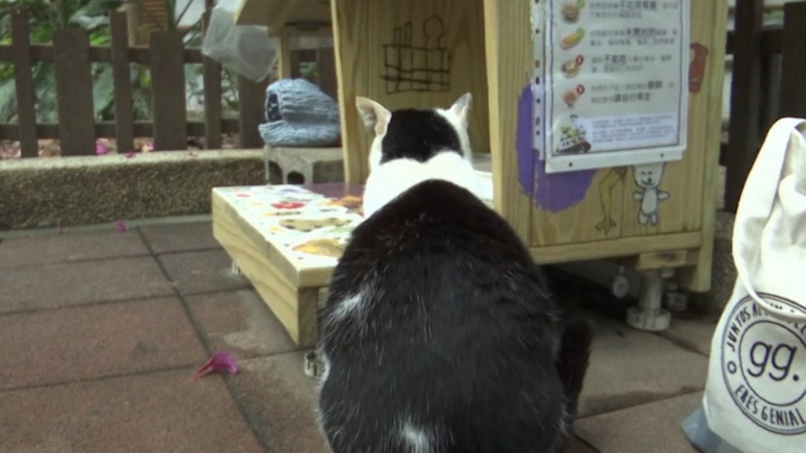 VIDEO: ‘Midnight Cafeteria’ makes sure stray cats don’t go hungry