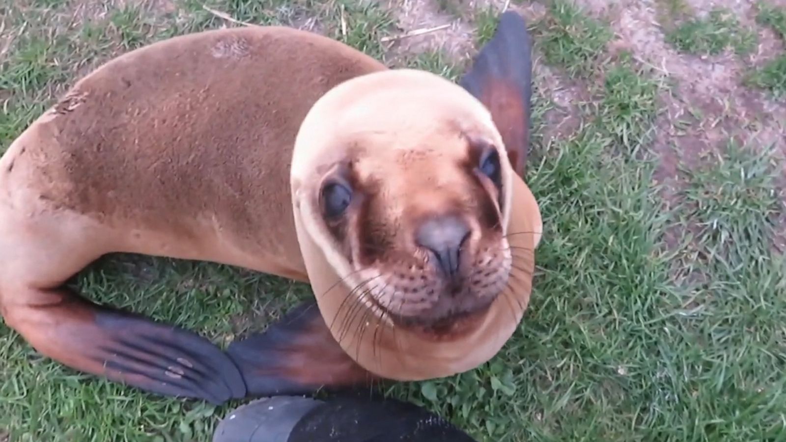 VIDEO: Adorable rescue sea lion is ready for their close-up