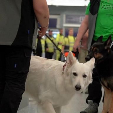 VIDEO: NBA team experiments with COVID-19 detection dogs