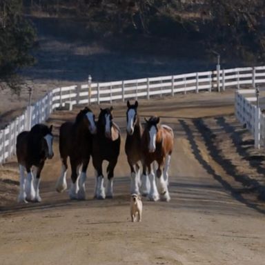 VIDEO: Budweiser not making commercial for this year’s Super Bowl