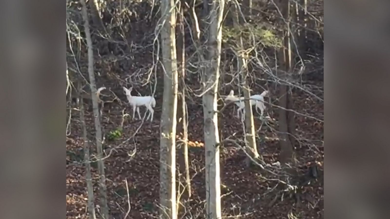 VIDEO: Two white deer spotted in West Virginia woods