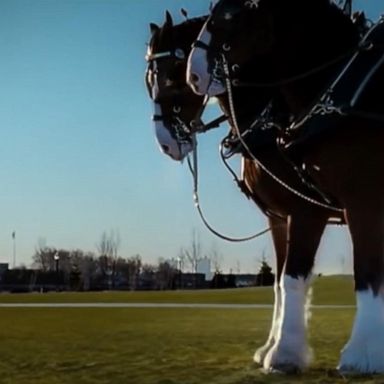 VIDEO: Budweiser, Pepsi, Coca-Cola will not have Super Bowl LV commercials