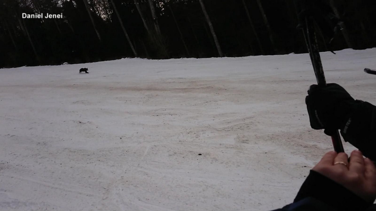 VIDEO: Terrifying footage shows bear chasing skier on slopes