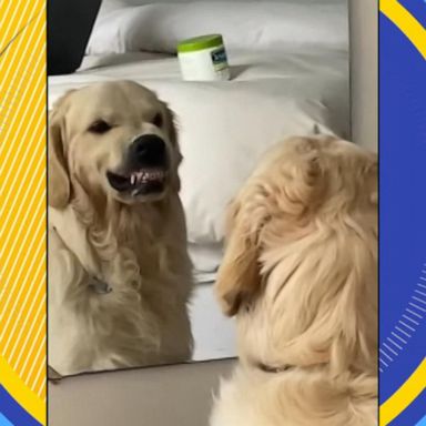 VIDEO: Dog practices mean mugging in the mirror