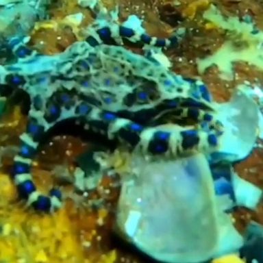 VIDEO: Beautiful blue-ringed octopus emerges from clever seashells camouflage