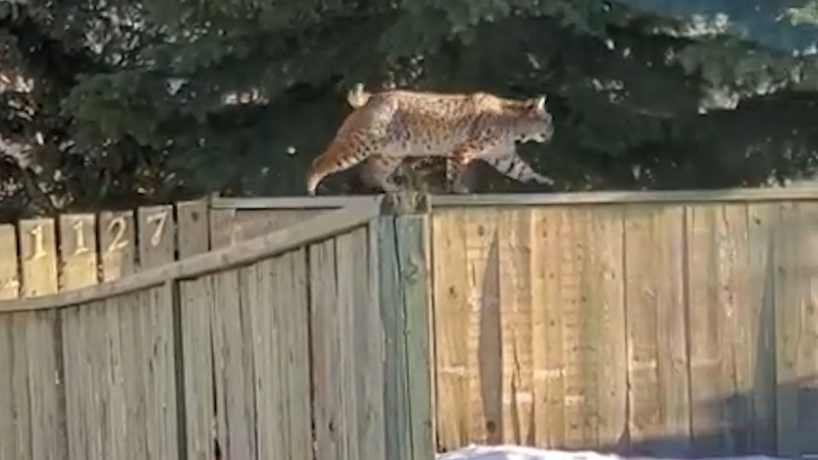 VIDEO: Large bobcat prowls like a boss along a fence