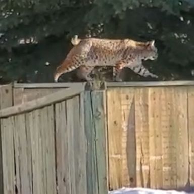 VIDEO: Large bobcat prowls like a boss along a fence 