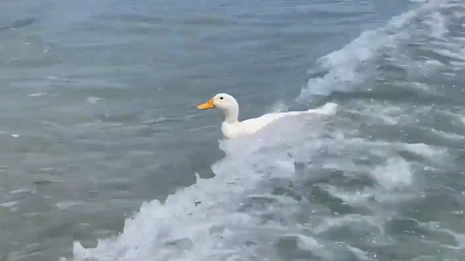 VIDEO: Surfing duck rides a wave at the beach