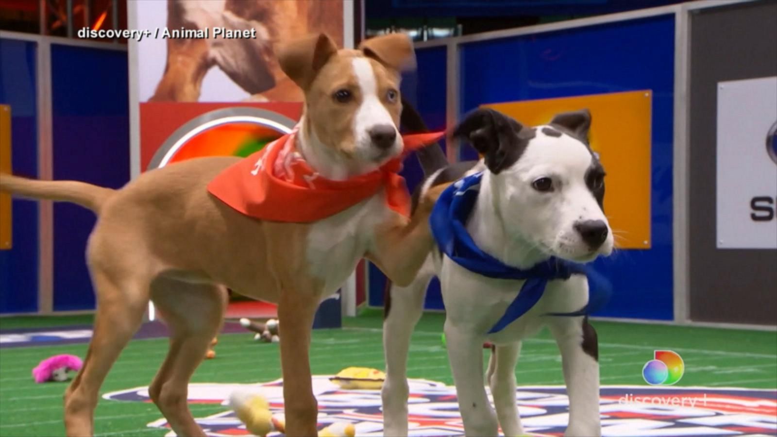 A look into Animal Planet's annual 'Puppy Bowl' - Good Morning America