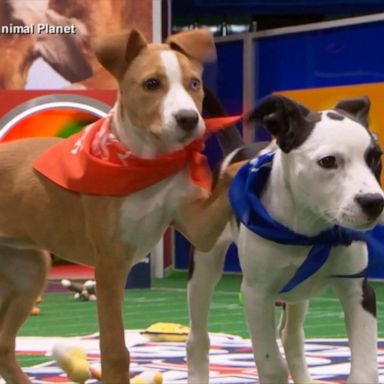 VIDEO: A look into Animal Planet’s annual ‘Puppy Bowl’