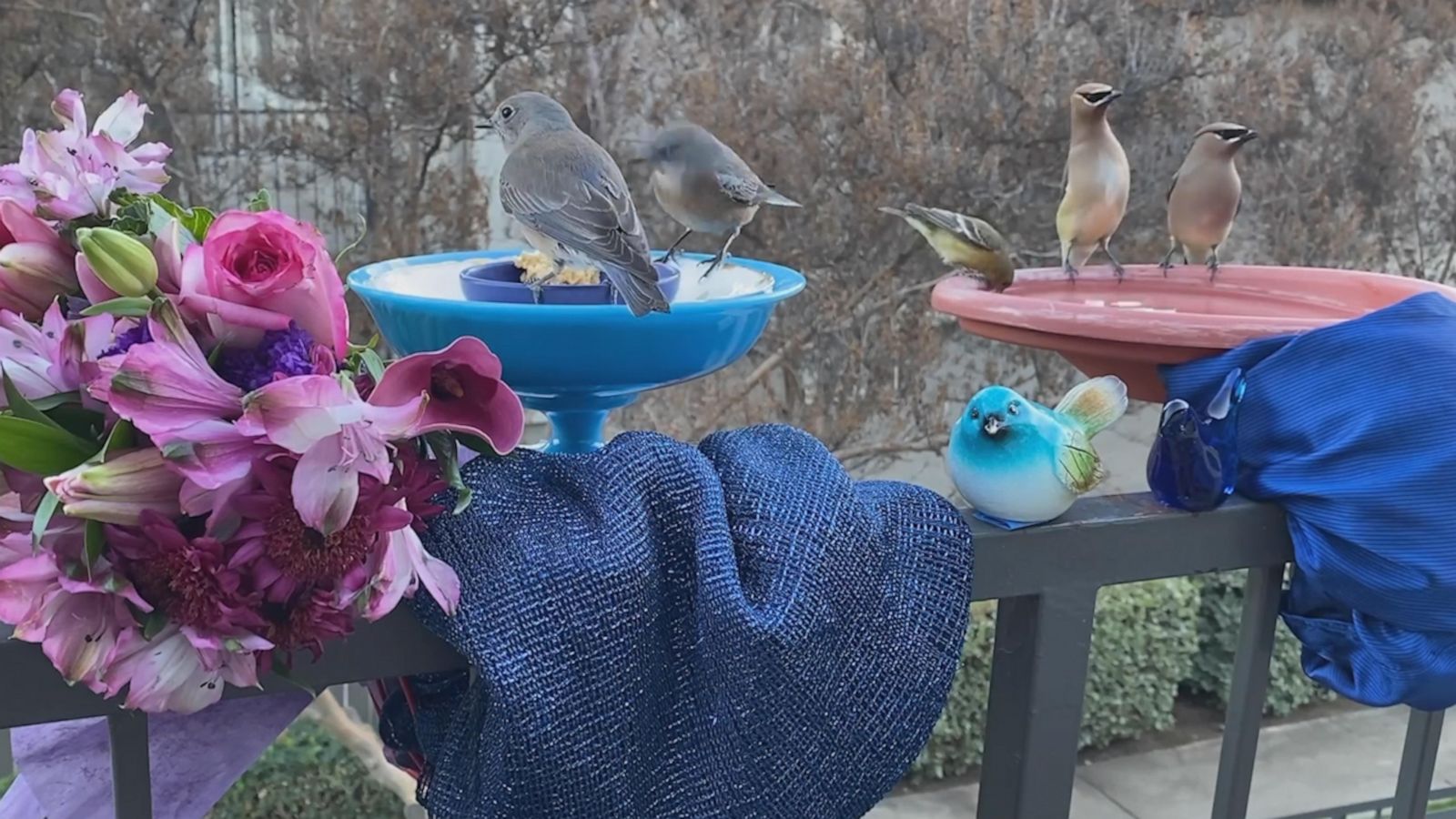 VIDEO: Group of birds party together around a water feeder