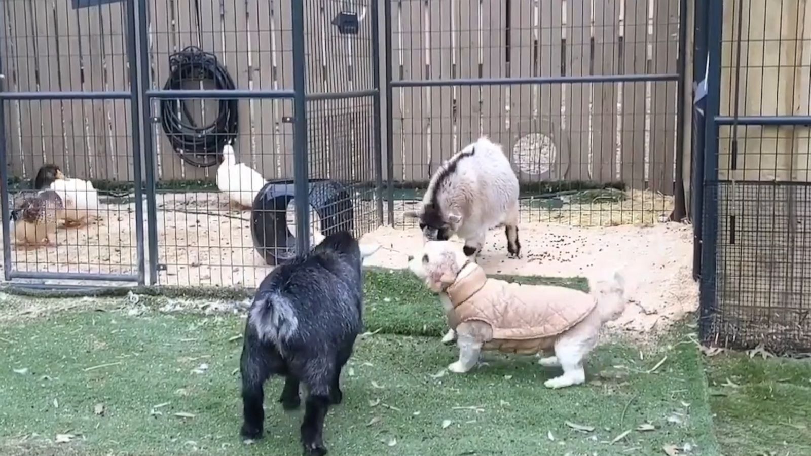 VIDEO: Dog breaks up baby goat fight