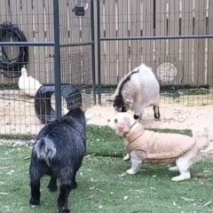 Dog breaks up baby goat fight