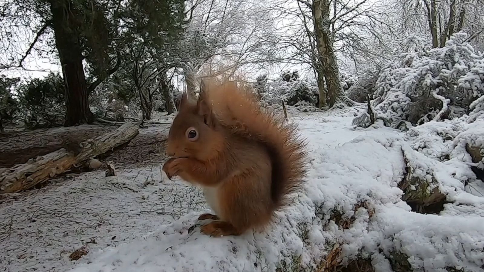 VIDEO: Red squirrel munches on delicious snacks in a snowy forest