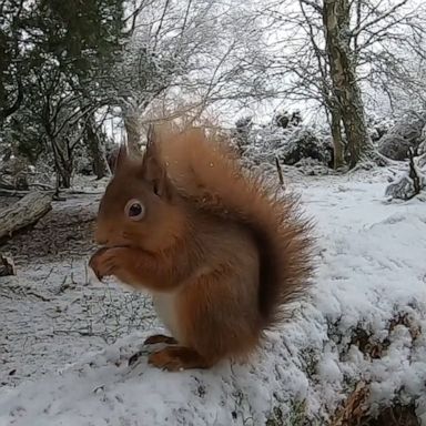 VIDEO: Red squirrel munches on delicious snacks in a snowy forest