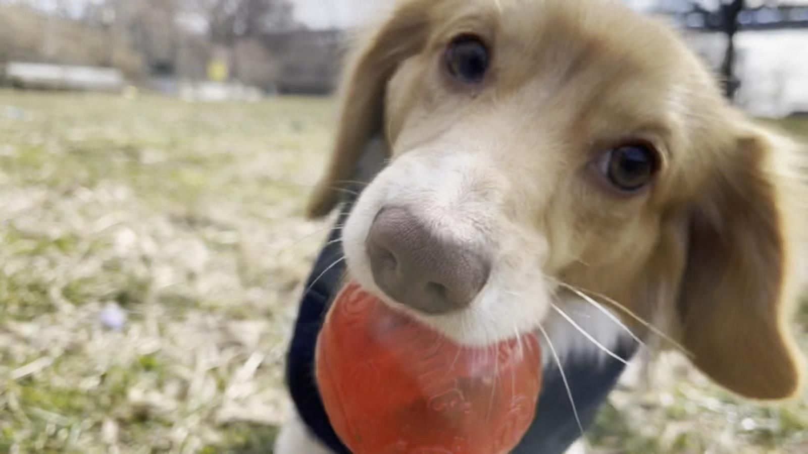 VIDEO: ‘GMA’ Pet of the Week: Meet Riley