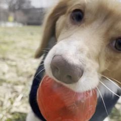 gma puppy bowl