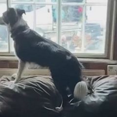 Border collie seeks attention by jumping on a very springy sofa