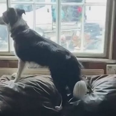 VIDEO: Border collie seeks attention by jumping on a very springy sofa