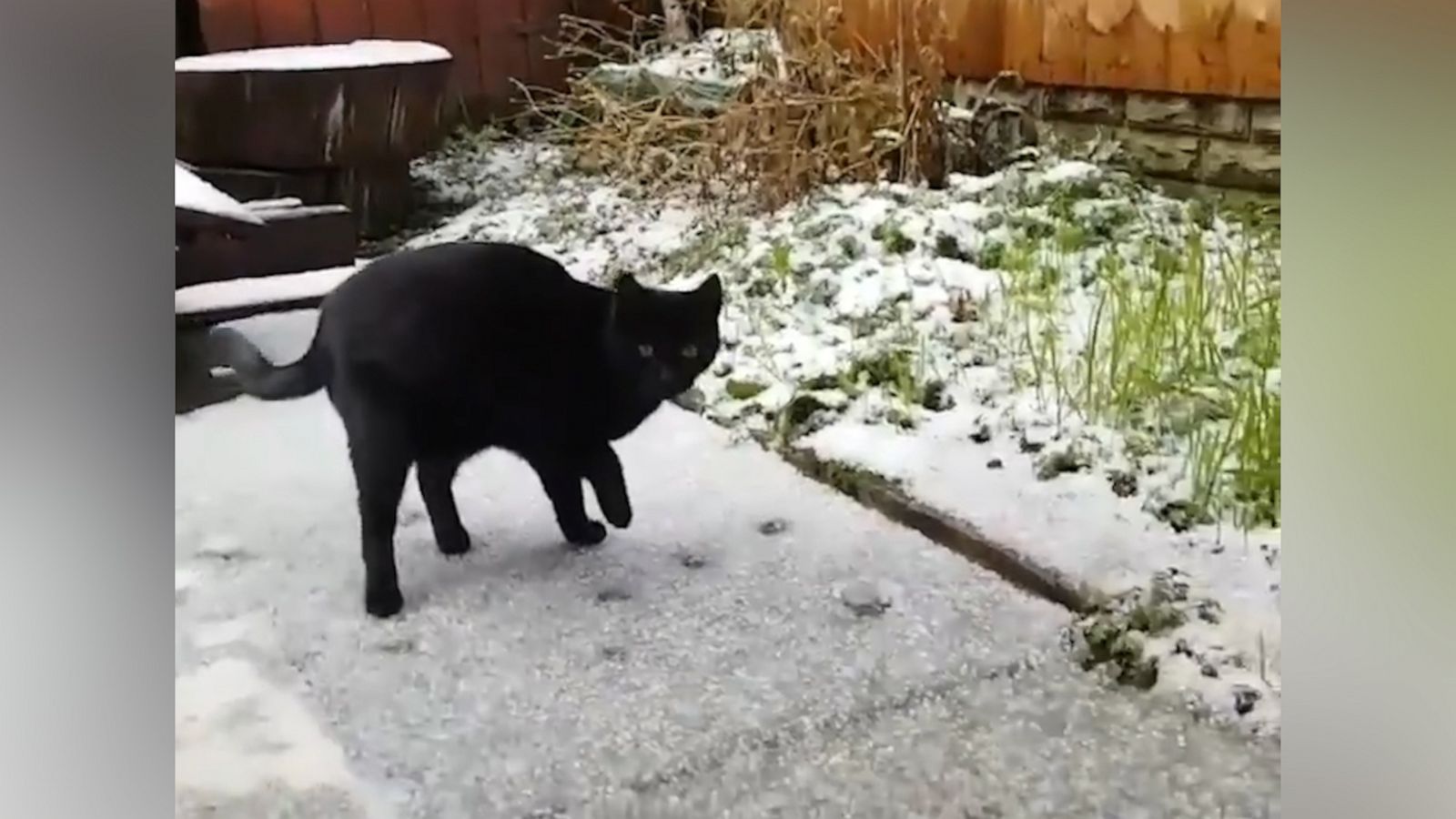 VIDEO: Black cat isn’t sure how to walk in snow