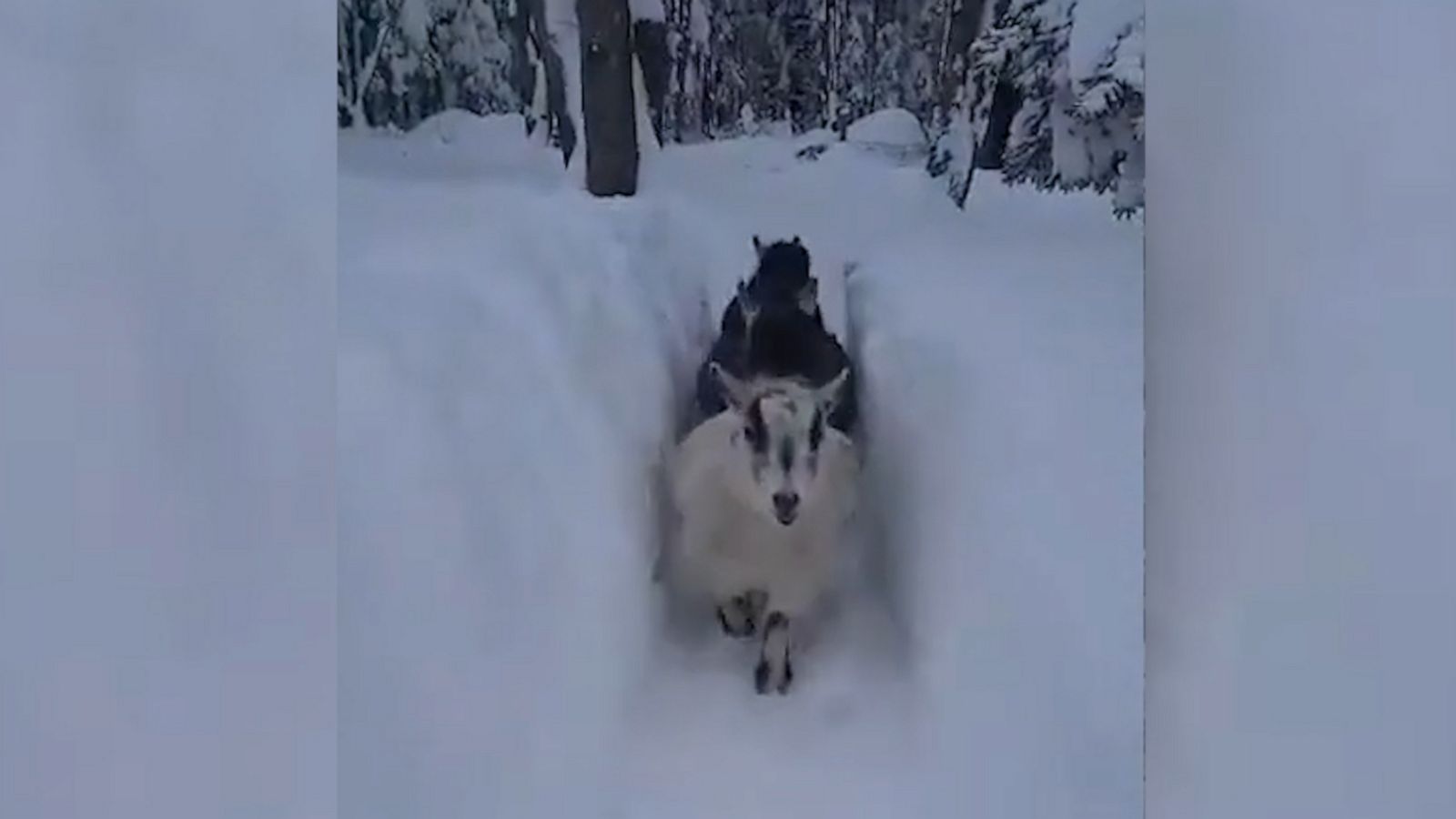 VIDEO: Three goats trot through a deep snowy trench