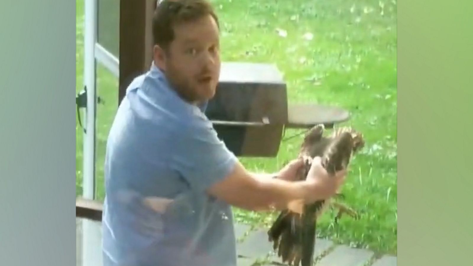 VIDEO: Man channels his inner ‘Steve Irwin’ to help a trapped hawk