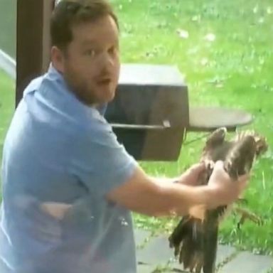 VIDEO: Man channels his inner ‘Steve Irwin’ to help a trapped hawk