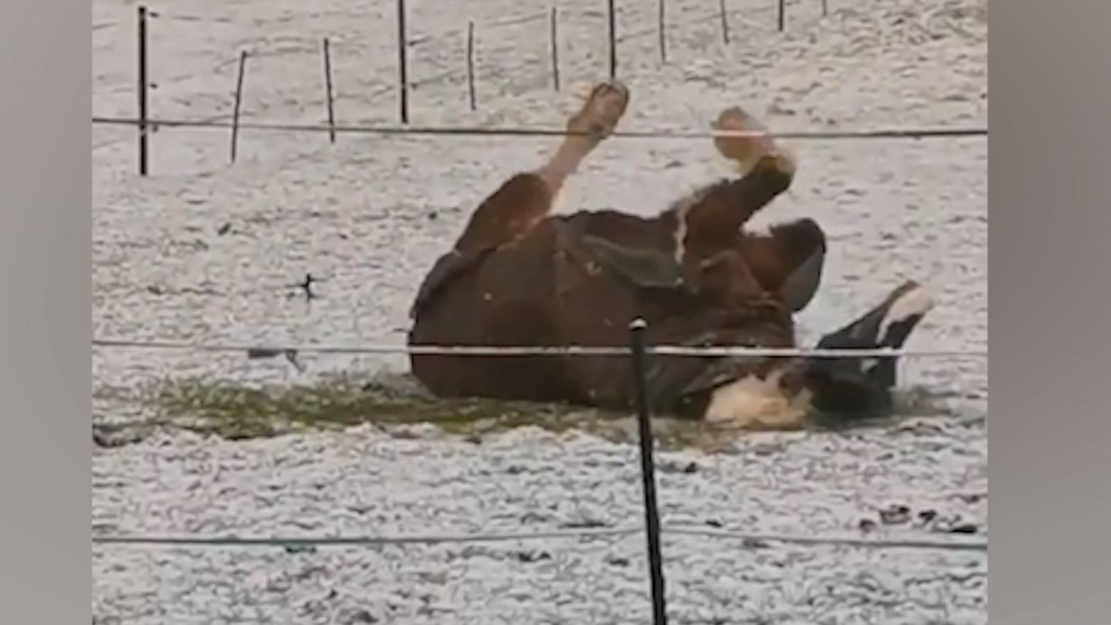 VIDEO: Pony enjoys rolling in the freshly fallen snow