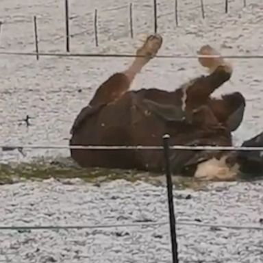 VIDEO: Pony enjoys rolling in the freshly fallen snow