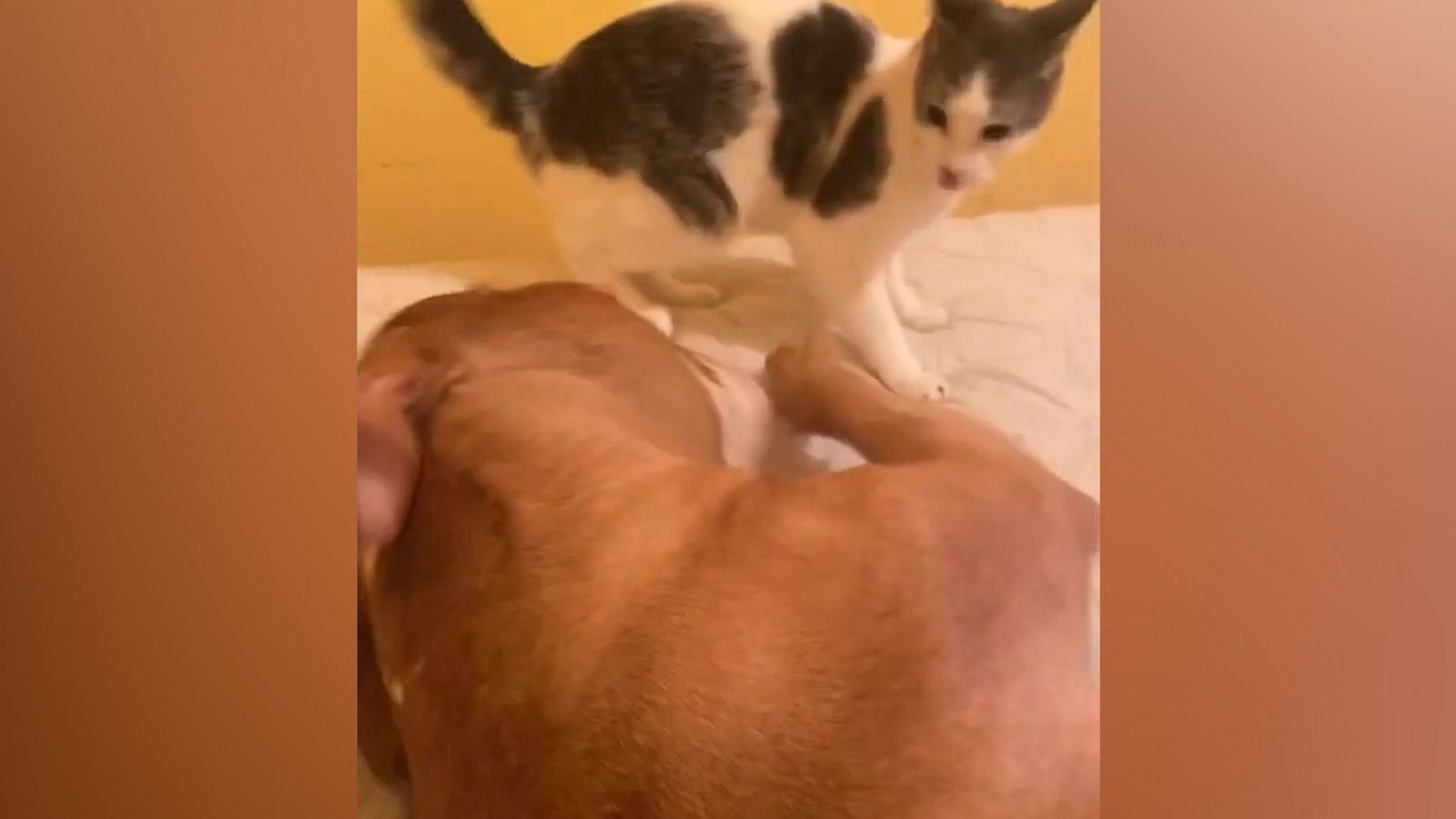 VIDEO: Cat and pitbull are inseparable best buddies who love to wrestle